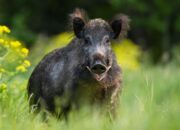 Petani Diseruduk Babi Hutan di Kebun Cabai, Warga Pangumbahan Klarifikasi Isu Pemburu Liar