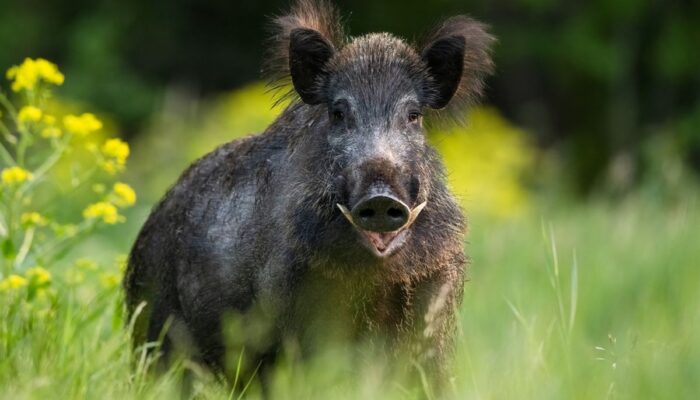 Petani Diseruduk Babi Hutan di Kebun Cabai, Warga Pangumbahan Klarifikasi Isu Pemburu Liar
