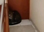 Macan Tutul Masuk Hotel di Bandung Akan Direhabilitasi di Sukabumi