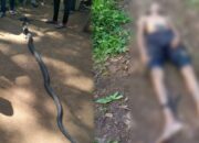 Warga Cidadap Tewas Dipatuk Ular King Kobra Sepanjang 4 Meter, Sempat Melawan Sebelum Tumbang