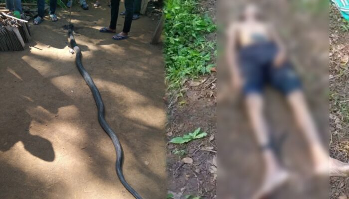 Warga Cidadap Tewas Dipatuk Ular King Kobra Sepanjang 4 Meter, Sempat Melawan Sebelum Tumbang