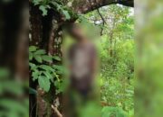 Tragis, Pria di Surade Sukabumi Ditemukan Tewas Tergantung di Kebun Cengkih dan Karet