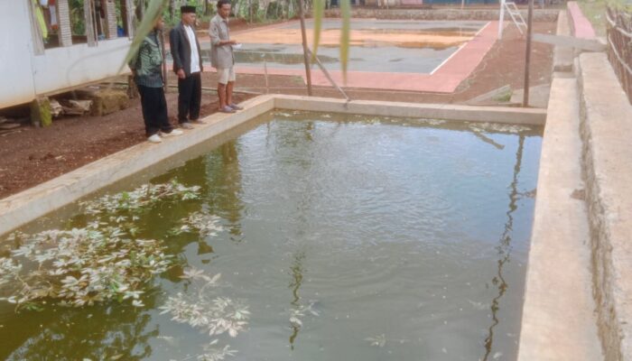 Desa Padajaya Gencarkan Budidaya Ikan Lele, Wujudkan Ketahanan Pangan dan Peluang Usaha Warga