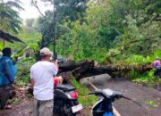 Pohon Tumbang di Jalan Nasional Bagbagan–Kiara Dua Sempat Lumpuhkan Lalin Selama Satu Jam