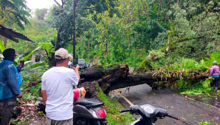 Pohon Tumbang di Jalan Nasional Bagbagan–Kiara Dua Sempat Lumpuhkan Lalin Selama Satu Jam