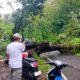 us lalu lintas di Jalan Nasional Bagbagan–Kiara Dua, Kabupaten Sukabumi, sempat tersendat selama sekitar satu jam akibat pohon juwar setinggi 10 meter tumbang di tengah jalan, Rabu (15/10/2025).