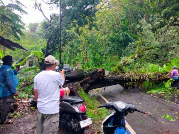us lalu lintas di Jalan Nasional Bagbagan–Kiara Dua, Kabupaten Sukabumi, sempat tersendat selama sekitar satu jam akibat pohon juwar setinggi 10 meter tumbang di tengah jalan, Rabu (15/10/2025).