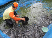 Dessy Susilawati Apresiasi Desa Padajaya Kembangkan Budidaya Lele, Wujudkan Ketahanan Pangan Mandiri