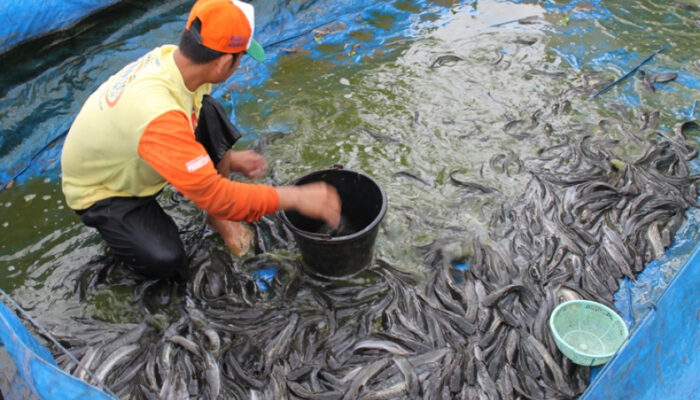 Dessy Susilawati Apresiasi Desa Padajaya Kembangkan Budidaya Lele, Wujudkan Ketahanan Pangan Mandiri