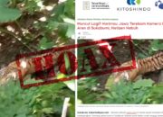 Cek Fakta: Video Petani Bertemu Harimau di Sukabumi Ternyata Hoax