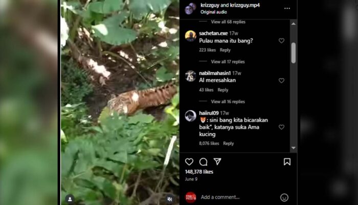 Video harimau yang sama diunggah di akun instagram @krizzguy, Juni 2025. 