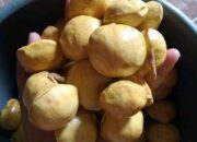 Di Balik Bau Menyengat, Jengkol Ternyata Kaya Manfaat bagi Kesehatan