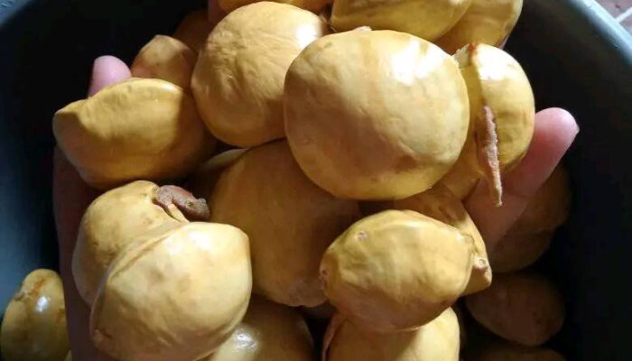 Di Balik Bau Menyengat, Jengkol Ternyata Kaya Manfaat bagi Kesehatan