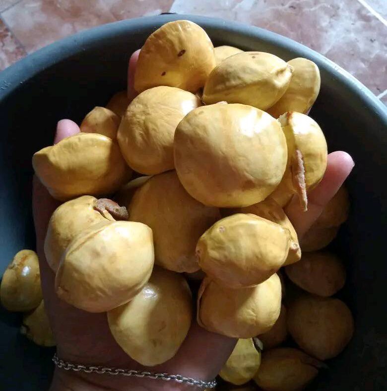 Di Balik Bau Menyengat, Jengkol Ternyata Kaya Manfaat bagi Kesehatan