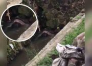 Mayat Wanita Berdaster di Gorong-gorong Sukabumi, Polisi: Tak Ada Tanda Kekerasan