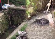 Geger! Warga Temukan Mayat Nyangkut di Gorong-gorong Jalur Lingkar Selatan Sukabumi