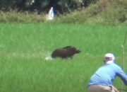 Gunakan Senpi Rakitan Tanpa Izin, Polres Sukabumi Ciduk Lima Pemburu di Surade