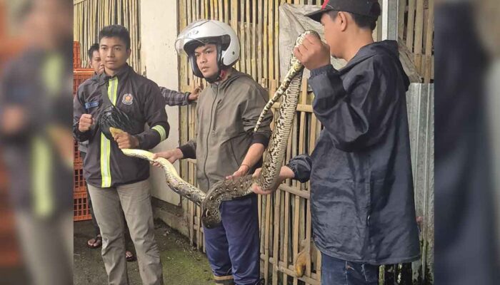 Ular Piton Sepanjang 3 Meter Dievakuasi dari Kandang Ayam di Sukaraja Sukabumi