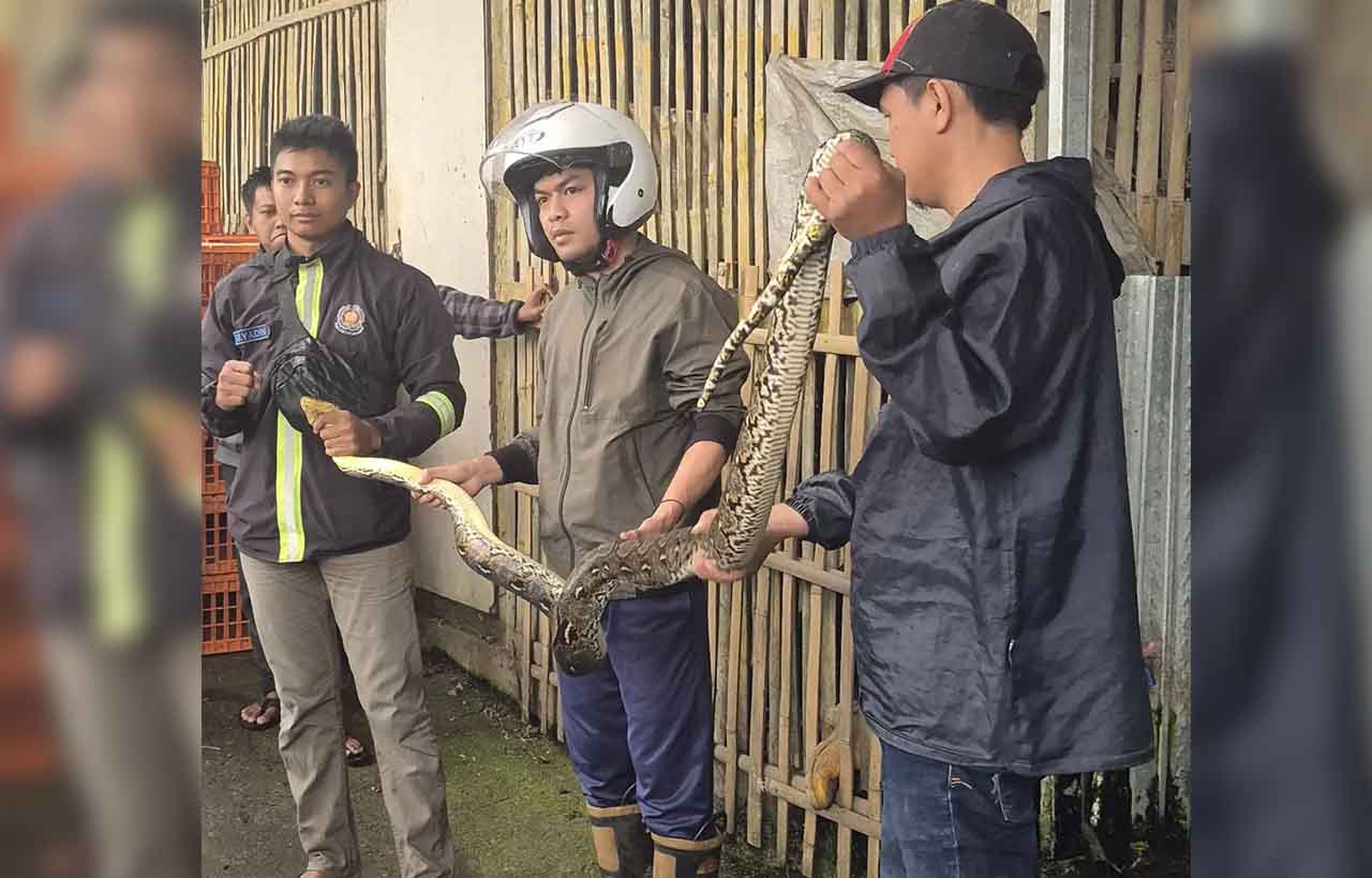 Seekor ular piton sepanjang sekitar 3 meter membuat geger warga Kampung Rampogan Babakan Cirumput, Desa Selawangi, Sukaraja, Sukabumi, Kamis (23/10/2025) pagi.
