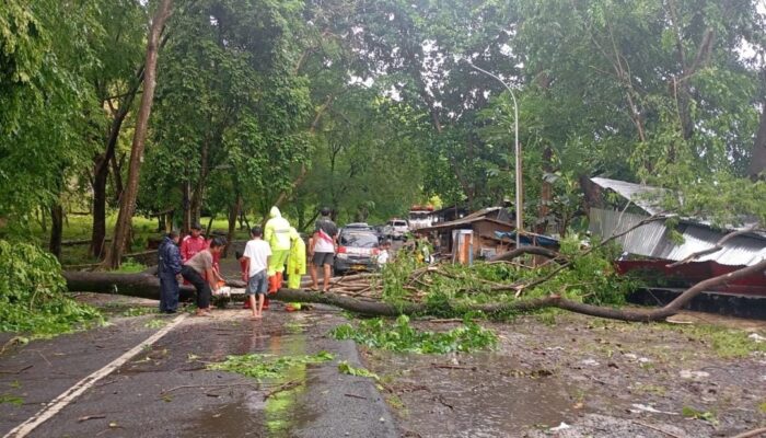 Hujan Disertai Angin Kencang di Palabuhanratu, Gazebo dan Dua Pohon Besar Tumbang