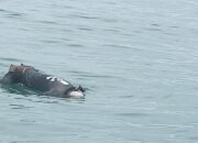 Tim SAR Kembali Temukan Pemancing Terseret Ombak di Ciemas Sukabumi, Operasi Pencarian Dihentikan