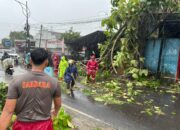 Evakuasi 30 Menit, Pohon Tumbang di Jalan Nasional Palabuhanratu Berhasil Diatasi
