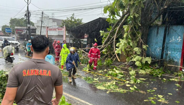 Evakuasi 30 Menit, Pohon Tumbang di Jalan Nasional Palabuhanratu Berhasil Diatasi