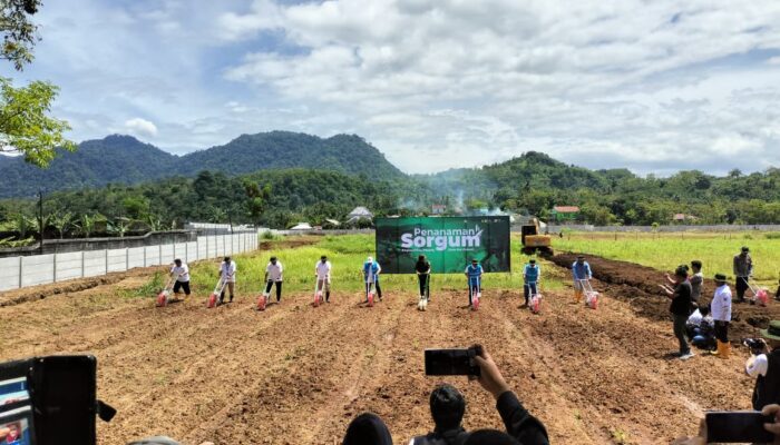 Dari Lahan Kurang Produktif ke Pembangkit Listrik: Batang Sorgum Pengganti Batu Bara di Palabuhanratu