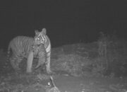 Harimau Jawa Berkeliaran di Sukabumi Selatan? Kata Peneliti Soal Temuan Bulu di Surade