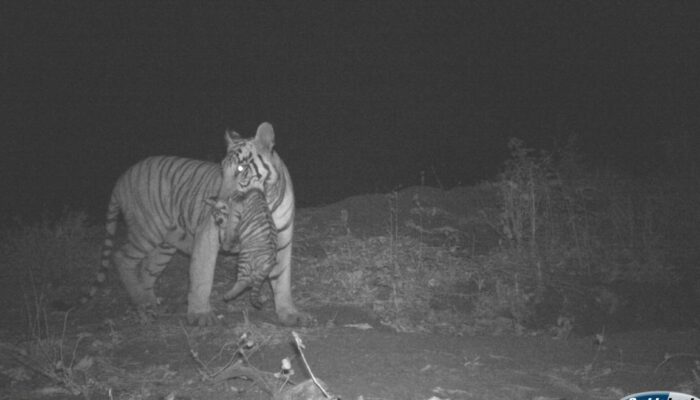 Harimau Jawa Berkeliaran di Sukabumi Selatan? Kata Peneliti Soal Temuan Bulu di Surade