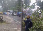 Pohon Tumbang di Jalan Nasional Palabuhanratu Sukabumi, Arus Lalin Macet