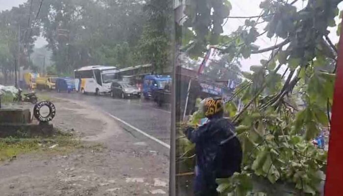 Pohon Tumbang di Jalan Nasional Palabuhanratu Sukabumi, Arus Lalin Macet