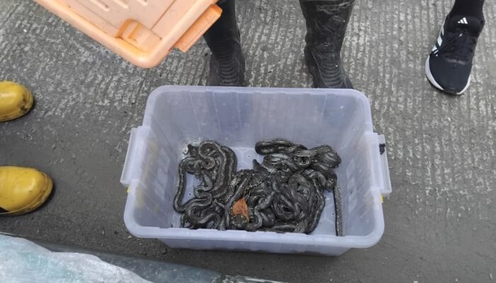 Ngeri! Warga Temukan Puluhan Anak Ular Piton di Gorong-gorong Palabuhanratu