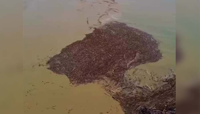 Respons Temuan Gelondongan Saat Banjir Sumatera, Kemenhut Ungkap Modus Canggih Pencucian Kayu Ilegal