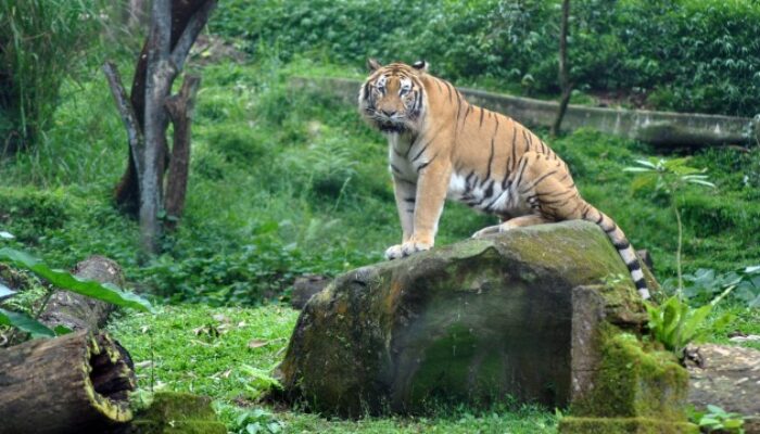 Tiga Tahun Molor, BBKSDA Jabar Didesak Buka Hasil Uji Rambut Diduga Harimau di Cicantayan Sukabumi