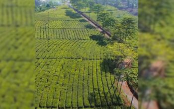 Alih Fungsi Kebun Teh di Sukabumi: Pengusaha Tani dan Wisata Muncul Kuasai Lahan Luas