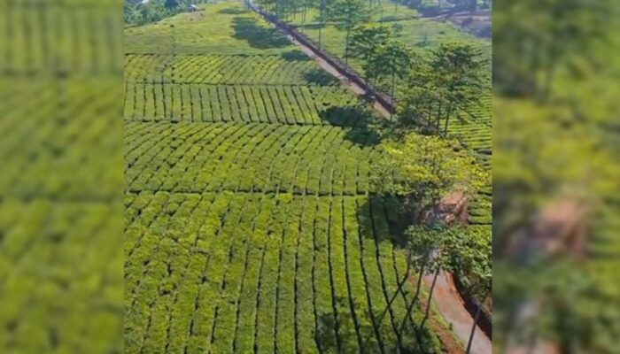 Alih Fungsi Kebun Teh di Sukabumi: Pengusaha Tani dan Wisata Muncul Kuasai Lahan Luas