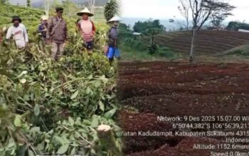 Viral Video Perusakan Kebun Teh di Sukabumi, KDM Diminta Turun Tangan