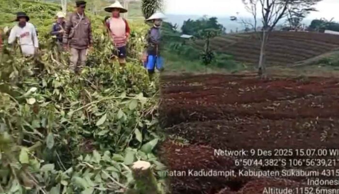 Viral Video Perusakan Kebun Teh di Sukabumi, KDM Diminta Turun Tangan