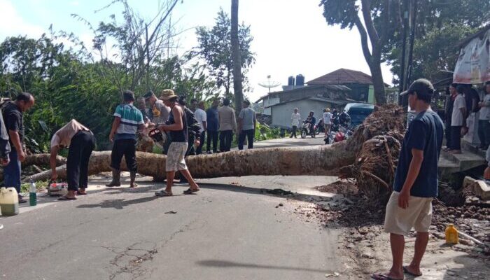 Hujan dan Angin Kencang, Dua Pelajar Tertimpa Pohon Tumbang di Kadudampit Sukabumi