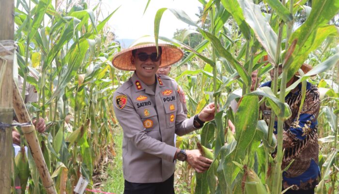 Kapolres Baru Sukabumi Kota AKBP Ardian Satrio Utomo Langsung Tancap Gas, Dukung Ketahanan Pangan Lewat Panen Raya Jagung Polri
