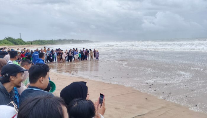 Libur Nataru, Kunjungan ke Konservasi Penyu Pangumbahan Menurun