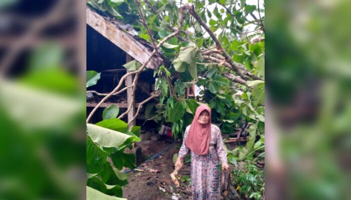 Pohon Tumbang Akibat Angin Kencang Rusak Rumah Warga Lansia di Waluran