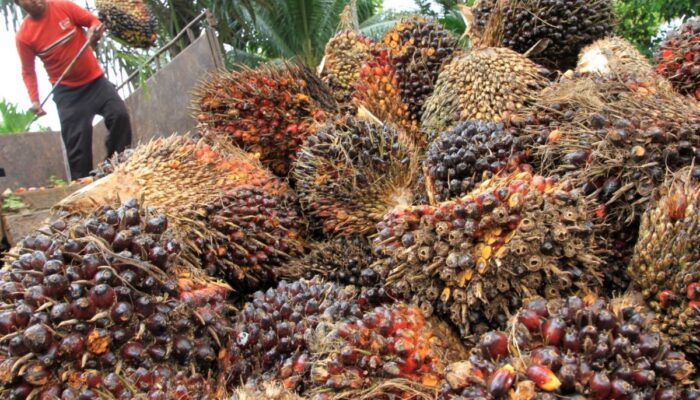 Dilarang di Jabar, Pakar IPB Bantah Klaim Dedi Mulyadi Soal Sawit Penyebab Banjir