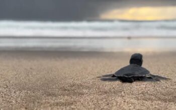 Film Dokumenter Soroti Konservasi Penyu Hijau di Pantai Pangumbahan Sukabumi