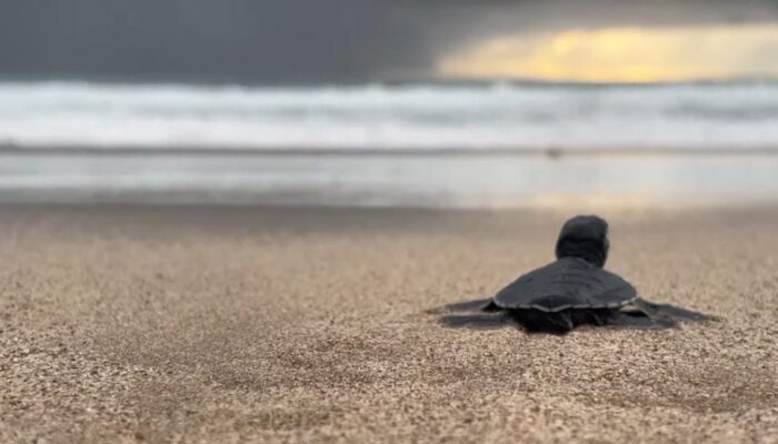 Film Dokumenter Soroti Konservasi Penyu Hijau di Pantai Pangumbahan Sukabumi