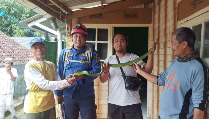 Damkar Sukabumi Evakuasi Ular di Permukiman Warga Cibadak
