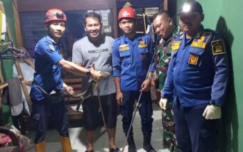 Damkar Surade Evakuasi Biawak di Dapur Rumah Warga Jagamukti