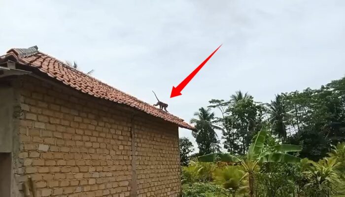 Monyet Masuk Permukiman Warga Ciracap, Diduga Kelaparan dan Cari Makanan