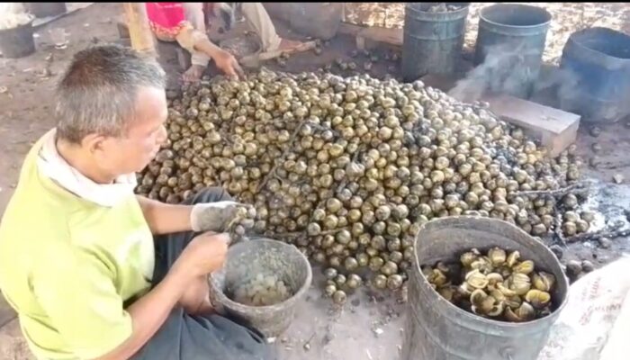 Ramadan Tiba, Petani Kolang Kaling di Jampangtengah Kebanjiran Pesanan